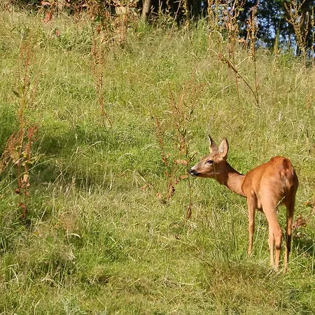 D'r Pletsch Berg en Terblijt