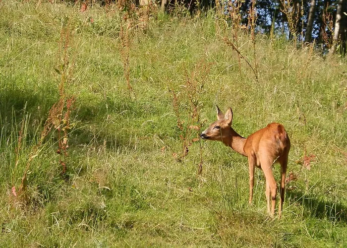 D'r Pletsch Berg en Terblijt